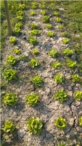 Zimska salata